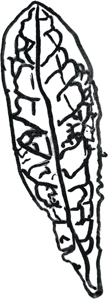 Decorative Element Leaf