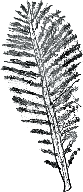 Decorative Element Leaf