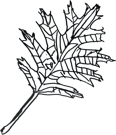 Decorative Element Leaf