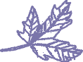 Decorative Element Title