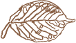 Decorative Element Title