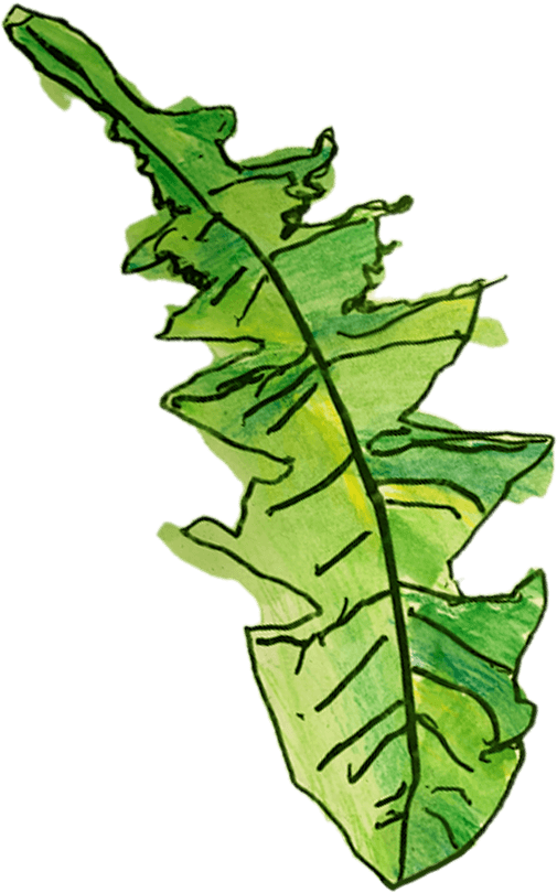 Leaf
